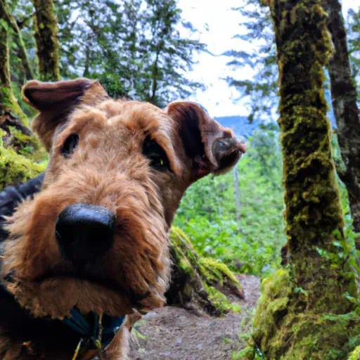 Bumblebee's Bark in the Great Forest